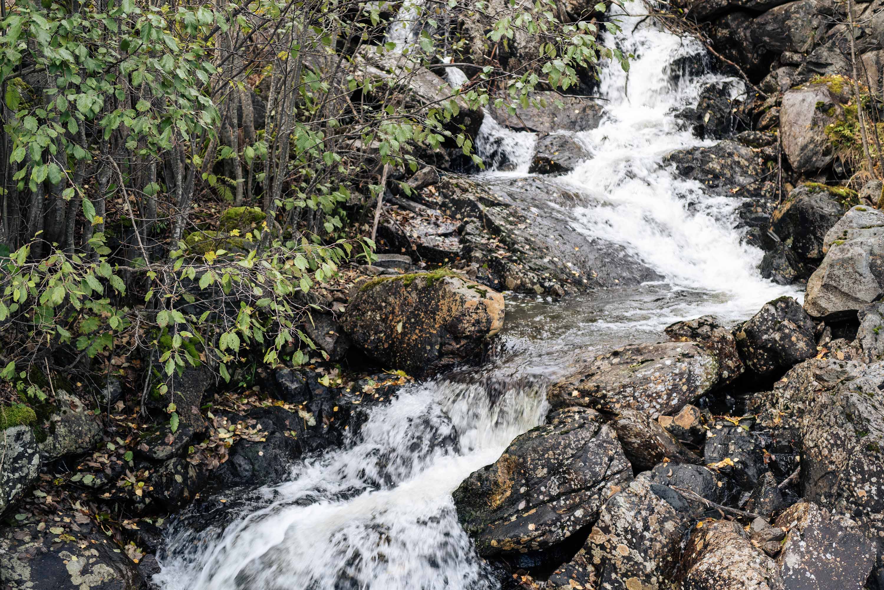 A stream flowing over rocks surrounded by greenery. The water is white and frothy, indicating it’s moving rapidly.