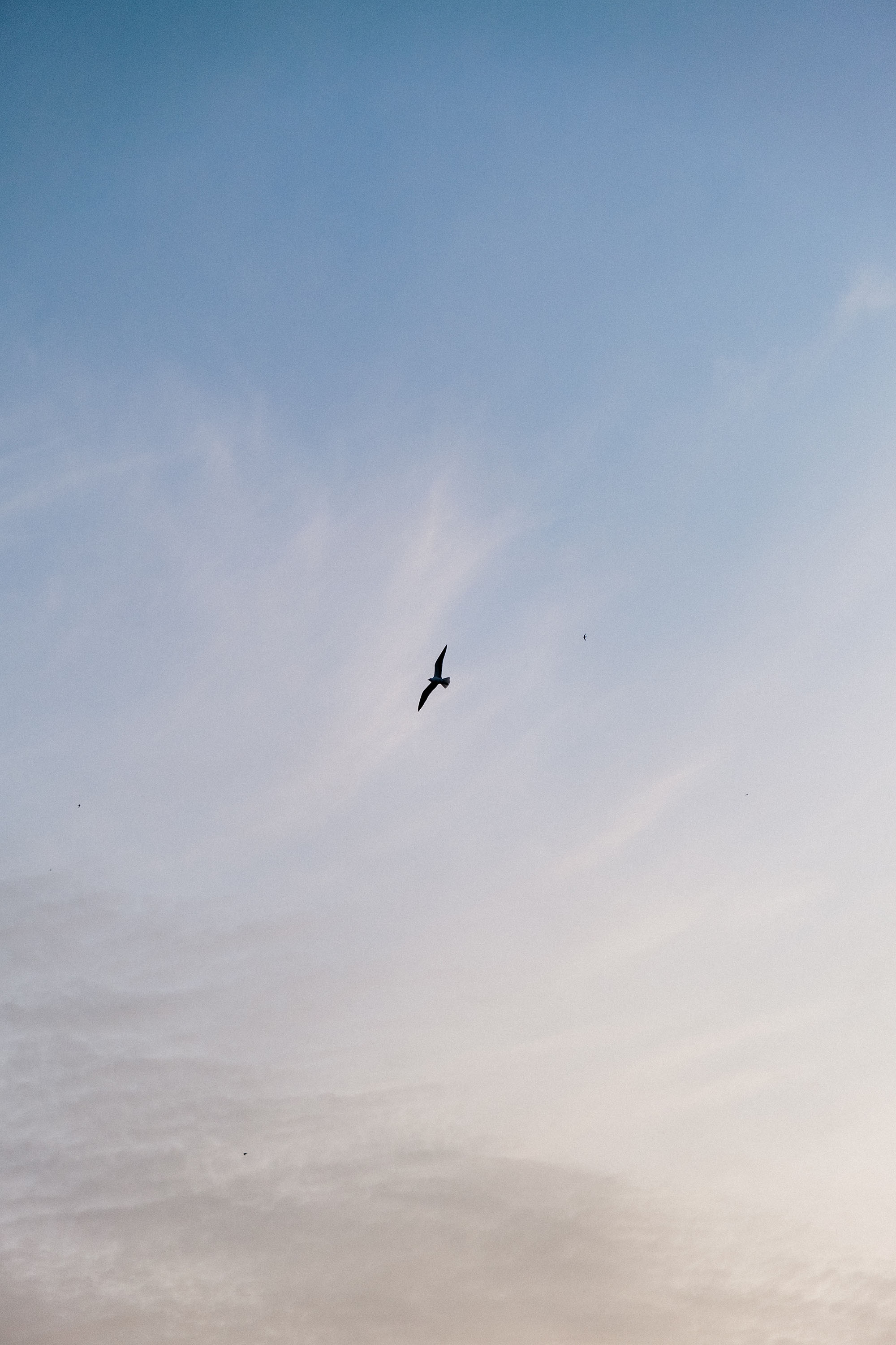 This is a serene image of a bird flying against a backdrop of soft, wispy clouds tinged with the gentle hues of sunset.