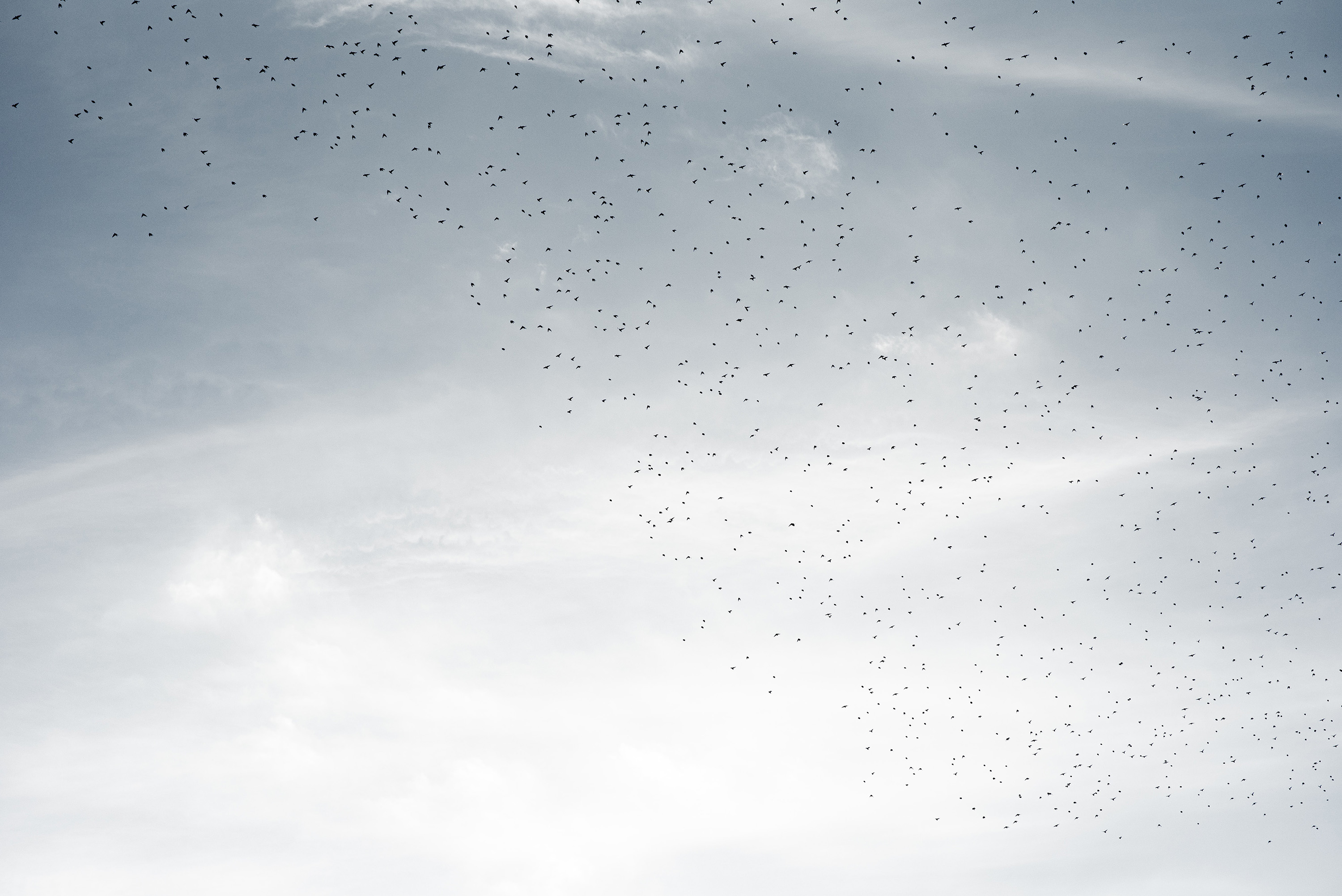 A flock of birds flying in a cloudy sky. The birds are scattered, with no particular formation, giving a sense of freedom and movement.