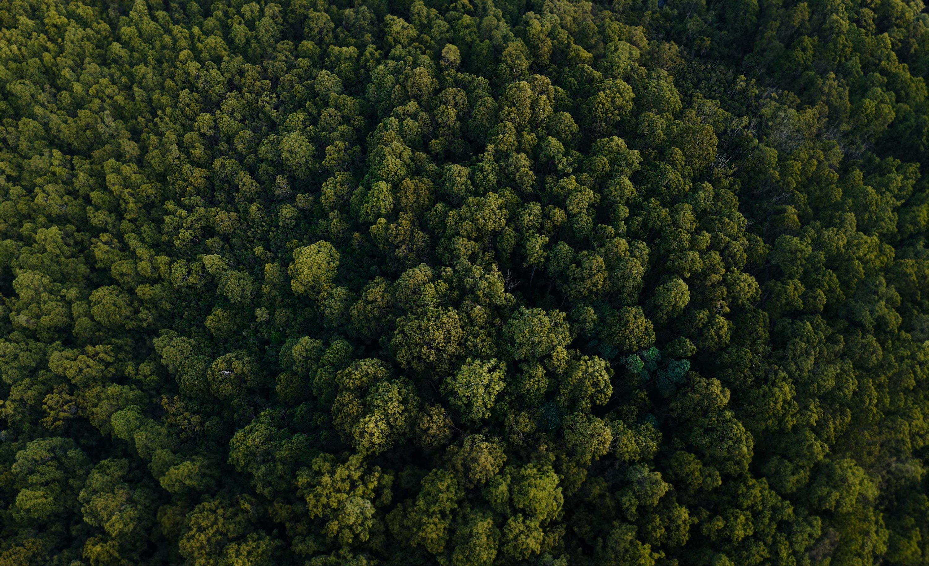 An aerial view of a dense forest with lush green trees of varying shades.