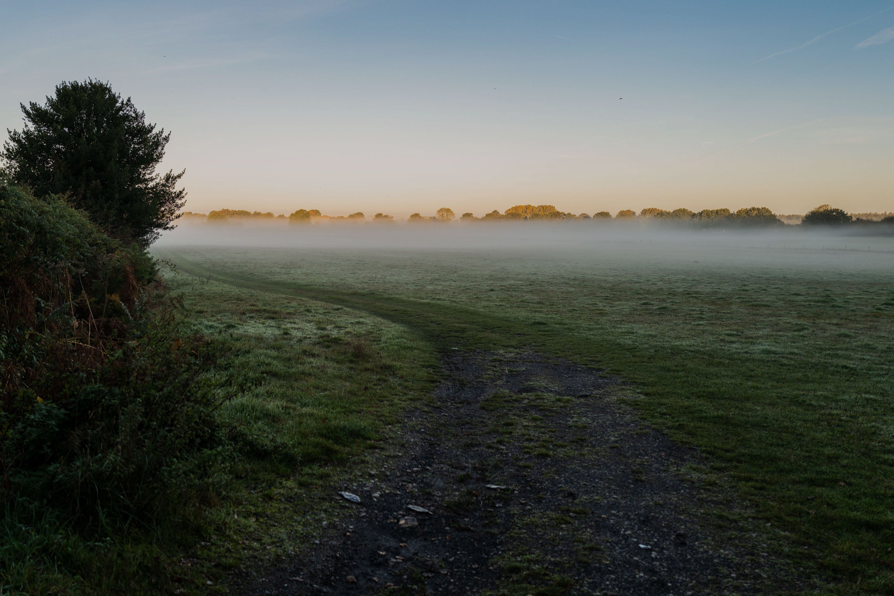 Nature_UK_field-at-dawn